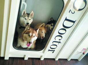 ペットも使える酸素カプセル