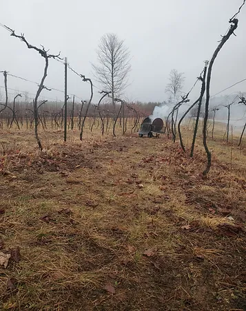 Vine cuttings in the burn barrel, photo by NOK Vino