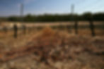 Spring pruning accomplished, photo by Flag Hill Distillery & Winery