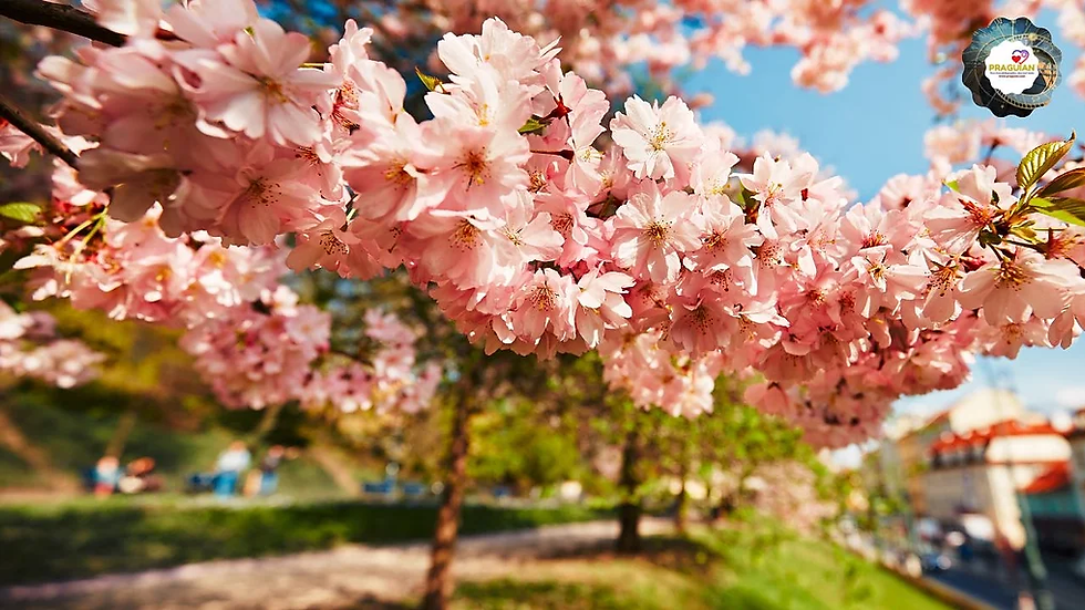 Cherry blossom trees, spring season, prague city