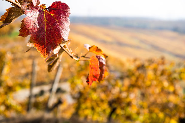iStock-1322801305.jpg