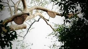 What the Tagbanuas refer to as the hive of Omeli or Giant Bee