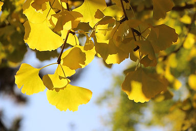 CCM Autumn Ginkgo.jpg