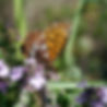 Papillon.jpg