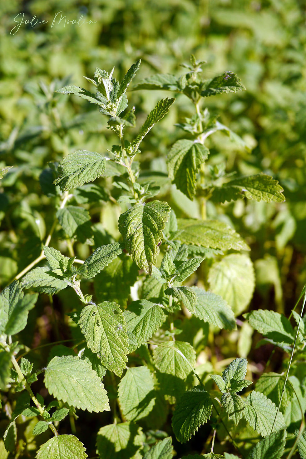 Eau florale de Mélisse