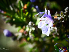 LE ROMARIN, ROSMARINUS OFFICINALIS, "ROSE DE MER" • L'ELAN VITAL • ELEMENTS FEU ET AIR