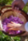 Julie Moulin, Plantes médicinales