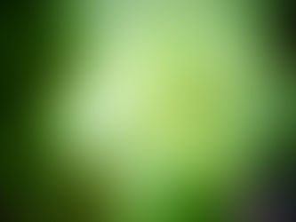 VERVEINE CITRONNEE • ALOYSIA CITRIODORA • LUMIERE DU COEUR