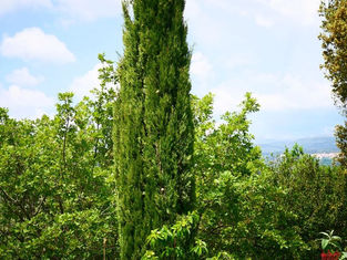 ∞ LE CYPRÈS VERT, CUPRESSUS SEMPERVIRENS • SE CONNECTER À l'ESSENTIEL ∞