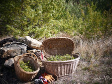 Distillation du genévrier commun