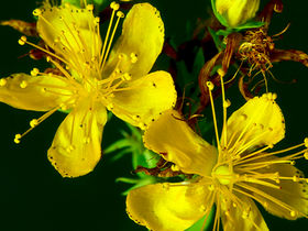 Popular Herbal and Natural Remedies Used in Psychiatry