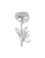 Botanicals 2.JPEG