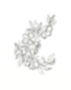 botanicals 1.JPEG