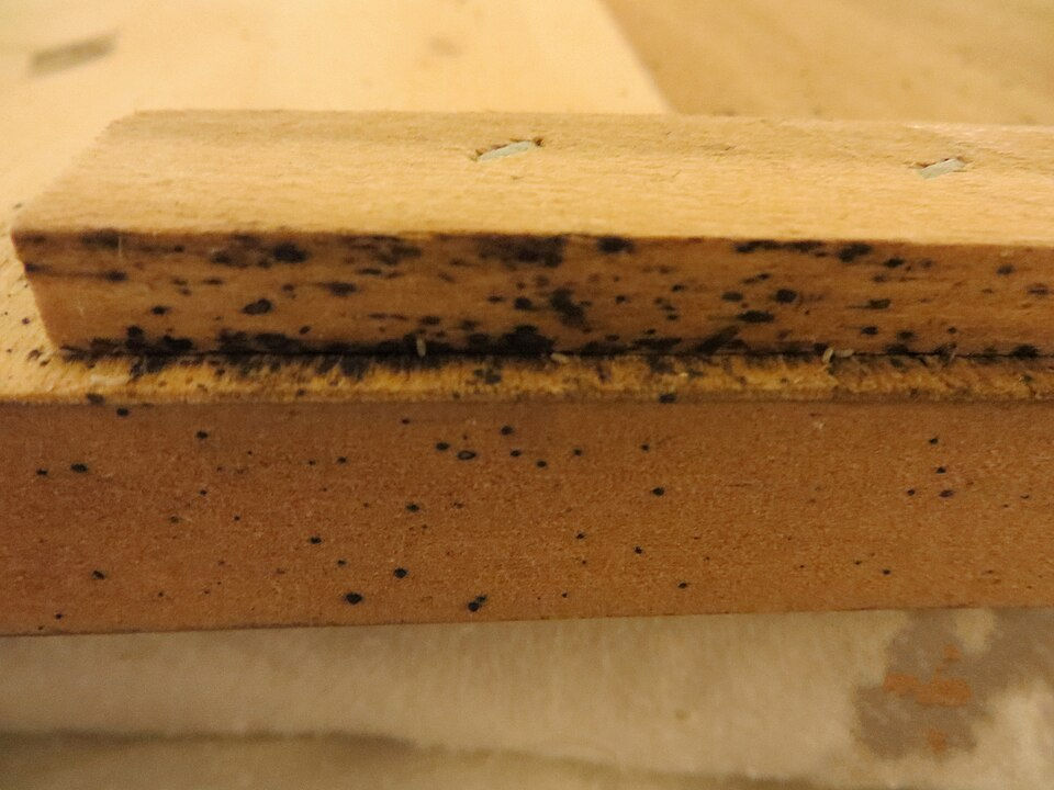 Bed bug fecal staining on bed frame - dark ink-dot spotting indicating active infestation