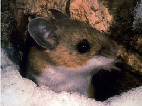 Deer mouse Peromyscus maniculatus large dark eyes big ears identification hantavirus carrier Philadelphia area