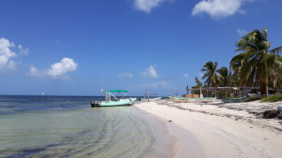 Miniatura: En busca del tiburón ballena - del 15 de mayo al 17 de septiembre