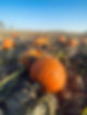 IMG_7799.jpeg