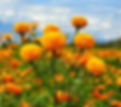 IMG_7408.jpeg