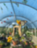 Butterfly House.jpeg