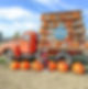 Fall Festival at Bloomsbury Farm.JPG