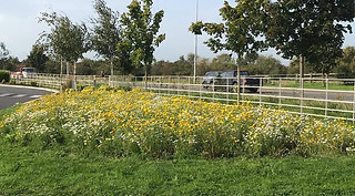 gardens for wildlife, native wildflower meadow, garden design, meadow creation, landscaping