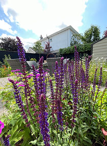 meath landscaper, Wildlife garden, garden design, garden landscaping, pollinator garden, gardens for wildlife, garden makeover, native irsh meadow