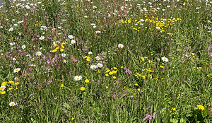 gardens for wildlife, native wildflower meadow, garden design, meadow creation, landscaping