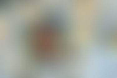 7 tips for feeding your garden birds