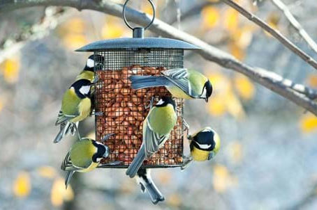 7 tips for feeding your garden birds