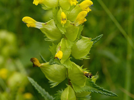 Yellow Rattle: A Wildflower for Meadow Restoration