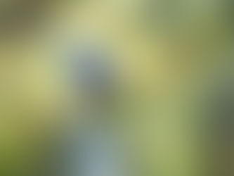 5 Things to avoid when bird feeding