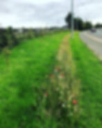irish native meadow in bloom