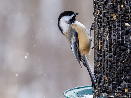 The Importance of Cleaning Bird Feeders: Keeping Irish Birds Healthy