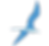 bird graphic.png