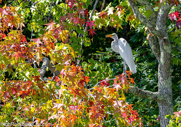great egret early fall colors (1 of 1).jpg