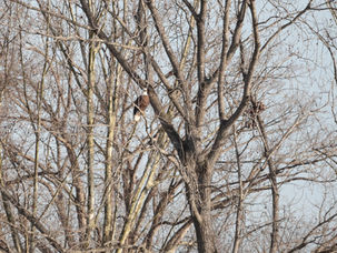 Eagle in tree.JPG