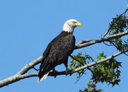 DSCF2813 Jul 19 2022.JPG