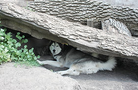 Places to run and play