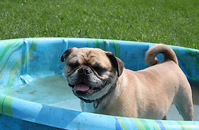 Time to cool down in the pool