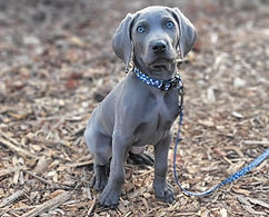 Wiemaraner puppy
