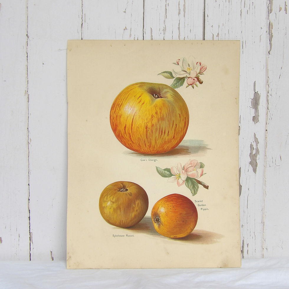 antique apple study book print from The Fruit Grower's Guide