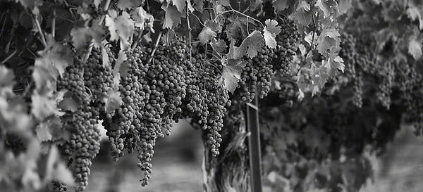 Venge-Cellar_1920px.jpg
