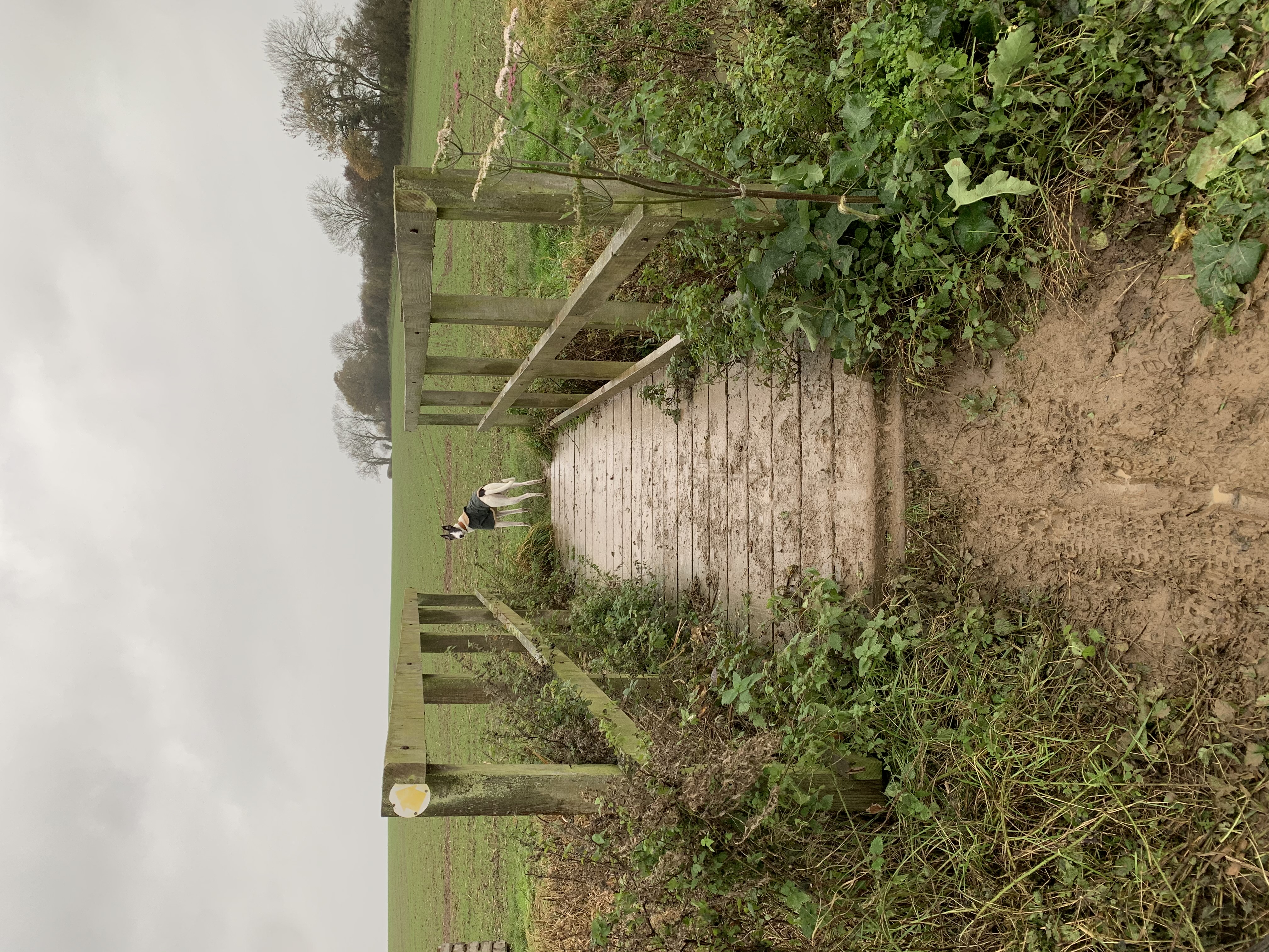 Dog Walks