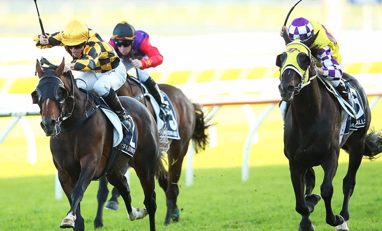 Thumbnail: TOTAL IN PLAY HORSE TRADER