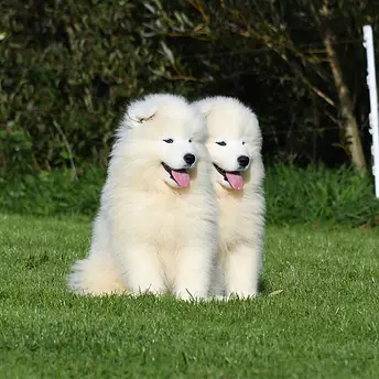 Chien samoyede (194).webp