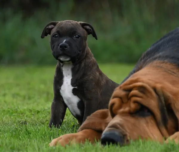 Nazan Cromwell of skystaff srabuck,Staffordshire bull terrier, staffie, lof, chiot, du domaine d'ushuaia