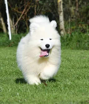 Chien samoyede (248).webp