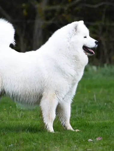 Samoyede, Lof, du domaine d'ushuaia,type ours,elevage samoyede,chien blanc dans l'herbe.