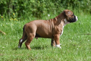 Chien, chiot, Staffordshire bull terrier, Staffie, bringé, élevage du domaine d'Ushuaia , élevage de Cromwell of Skystaff Starbuck, de couleur fauve et blanc, posant dans l'herbe