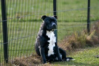 Chien, chiot, Staffordshire bull terrier, Staffie, bringé, élevage du domaine d'Ushuaia , élevage de Cromwell of Skystaff Starbuck, de couleur fauve et blanc, posant dans l'herbe
